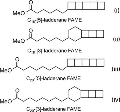 Ladderane and lipid biomarker estimate of the sources and distributions of anammox activities in Laizhou Bay of the Bohai Sea, China